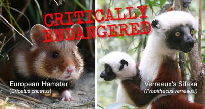 European hamsters and lemurs added to IUCN Red List